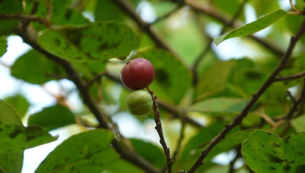 Fruta com E