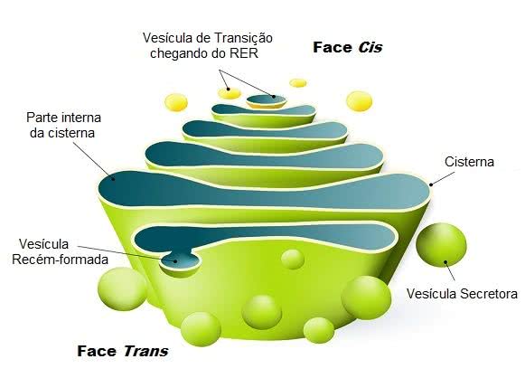 Estrutura do complexo de Golgi