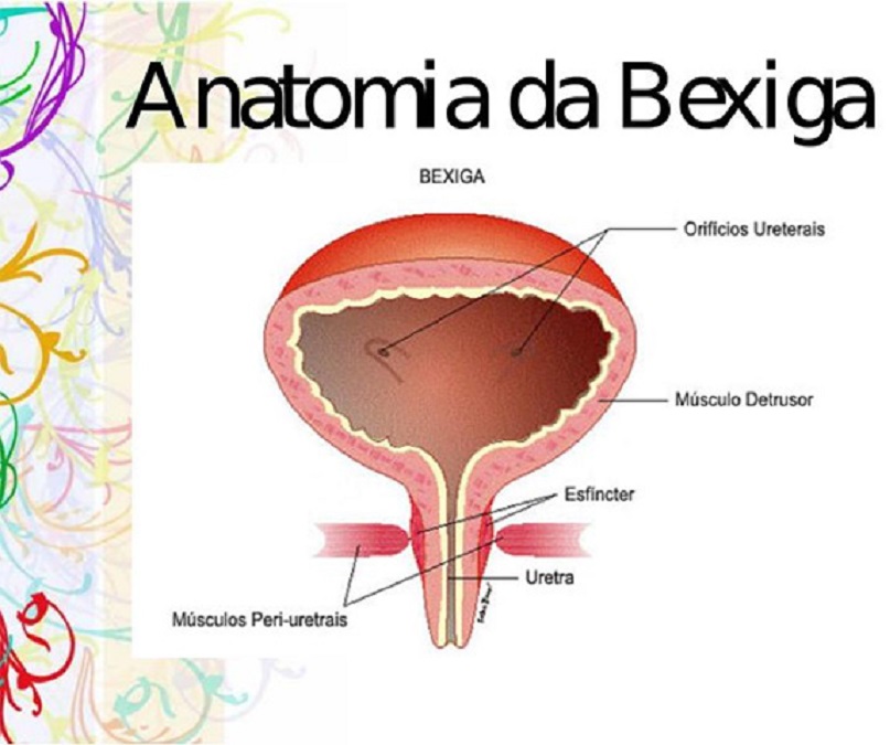 Bexiga - Partes do corpo com B