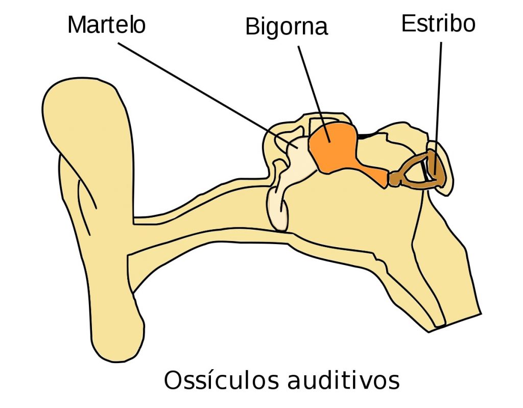 Partes do corpo com B - Bigorna