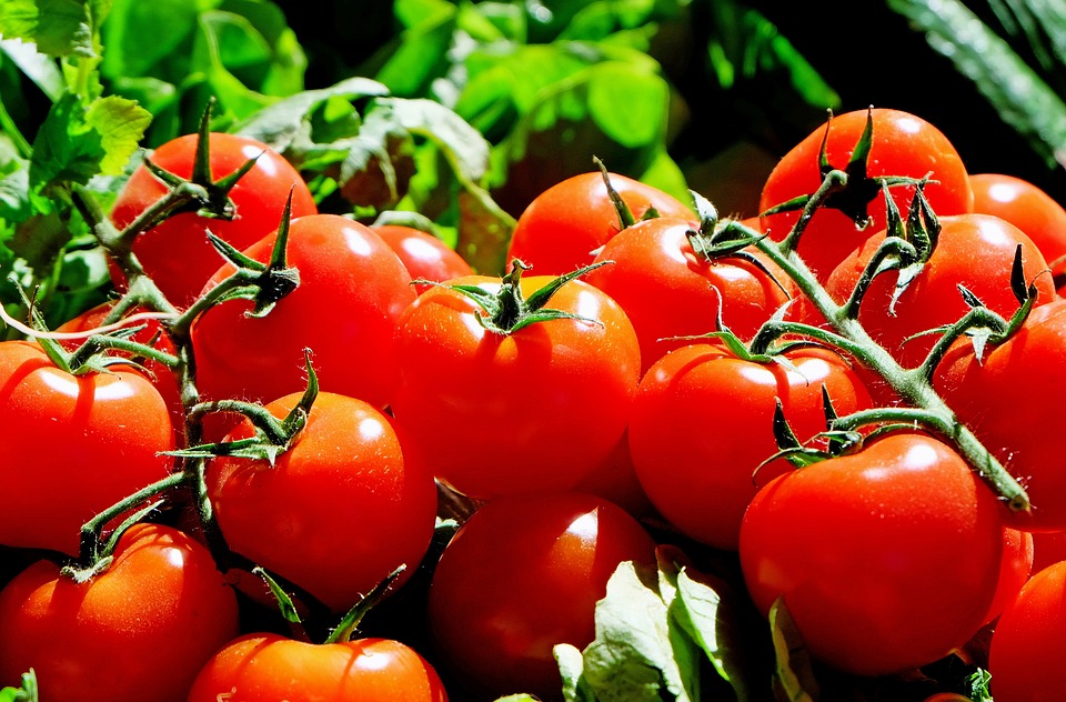 Tomates vermelhos