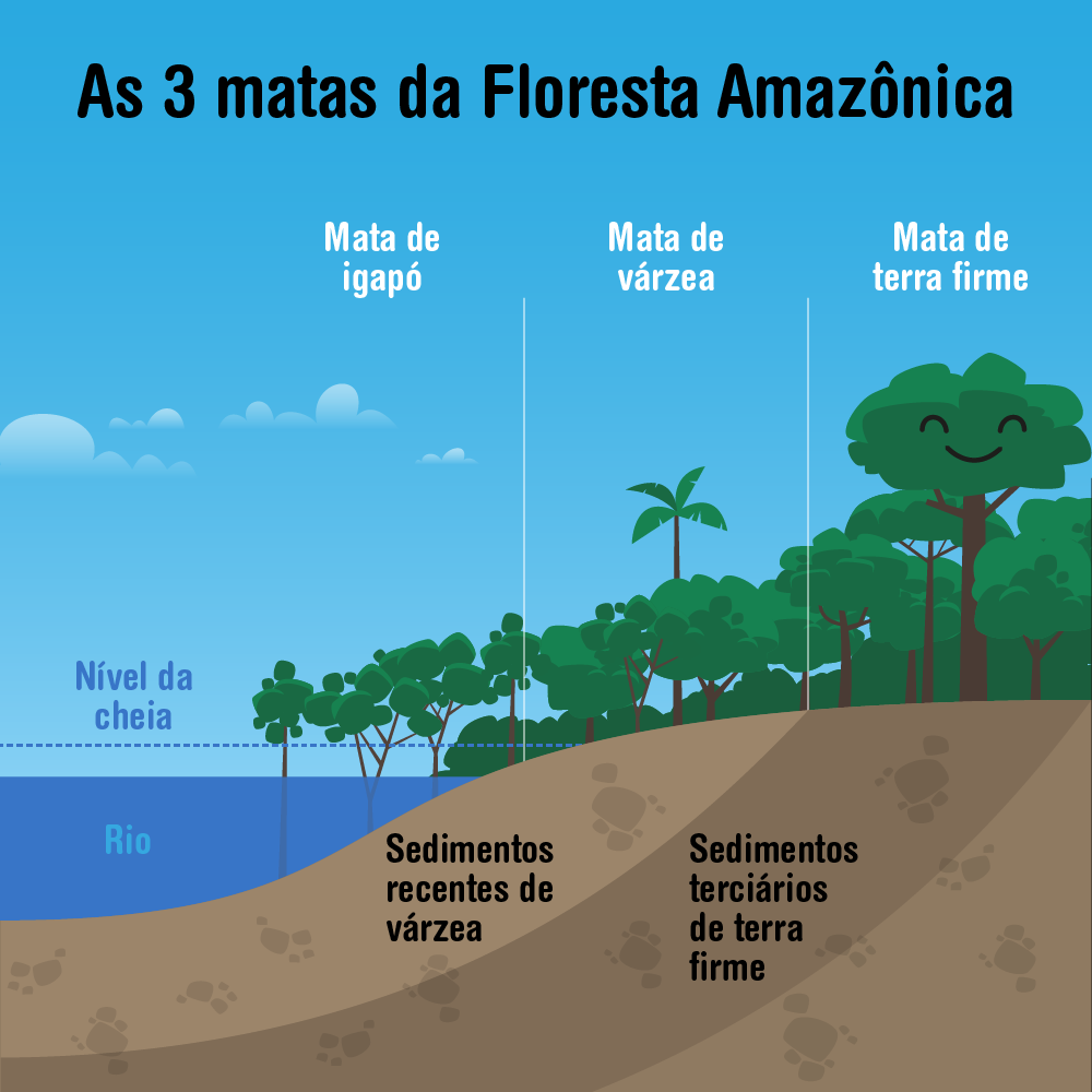 As 3 matas da Floresta Amazônica