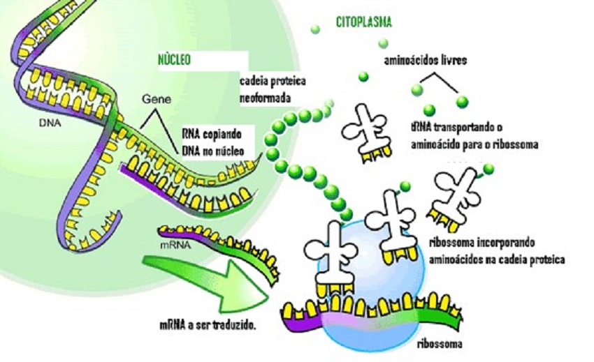 A Síntese proteica