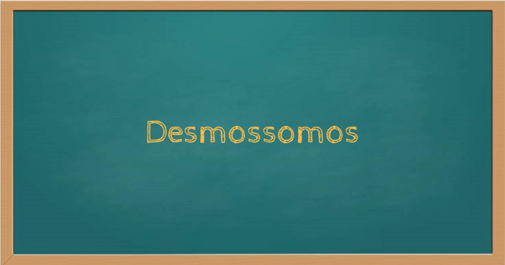 Desmossomos