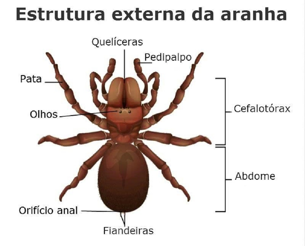 Aracnídeos