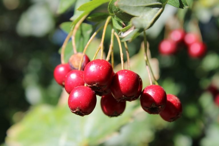 Fruta com h - Lista de Frutas com 'H' em Ordem Alfabética