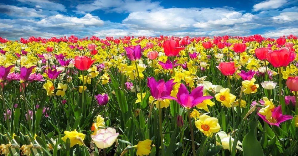 Atividades Primavera
