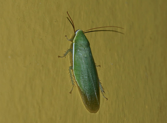 A aparência da Barata verde