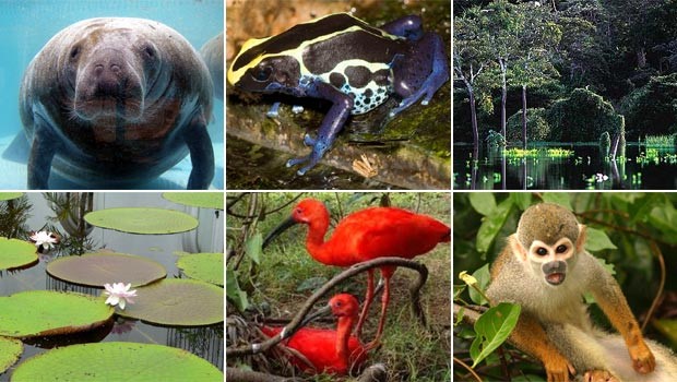 Biodiversidade Amazônica  (Animal)
