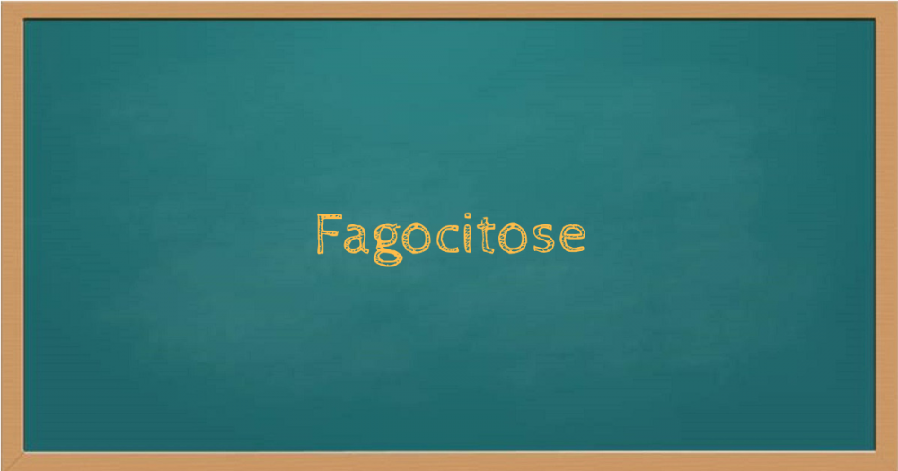 Fagocitose