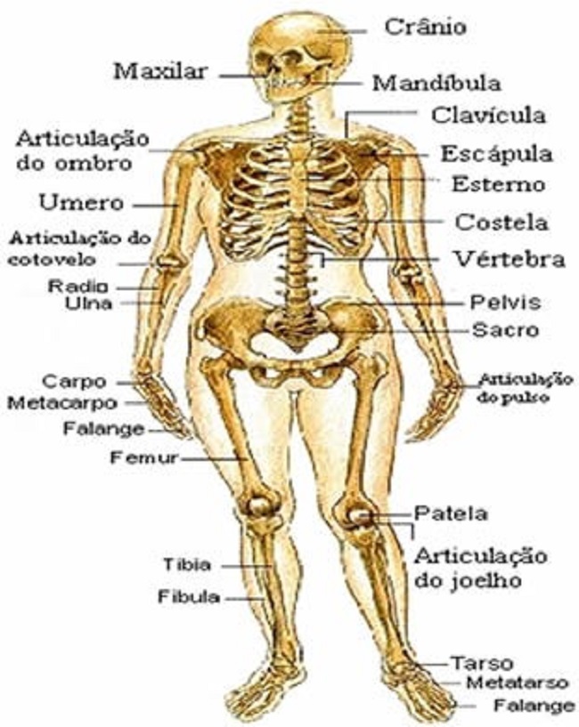 Sistema esquelético