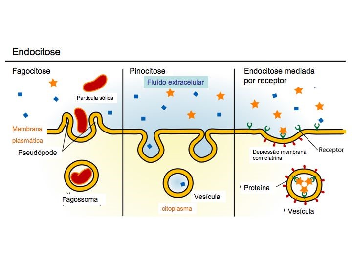 Pinocitose: Endocitose