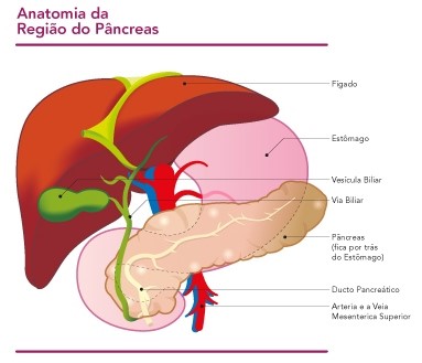 Anatomia do Pâncreas 