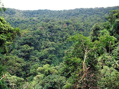 bioma da mata de terra firme 