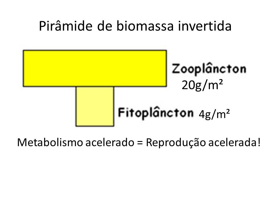 Pirâmides ecológicas ou pirâmides tróficas