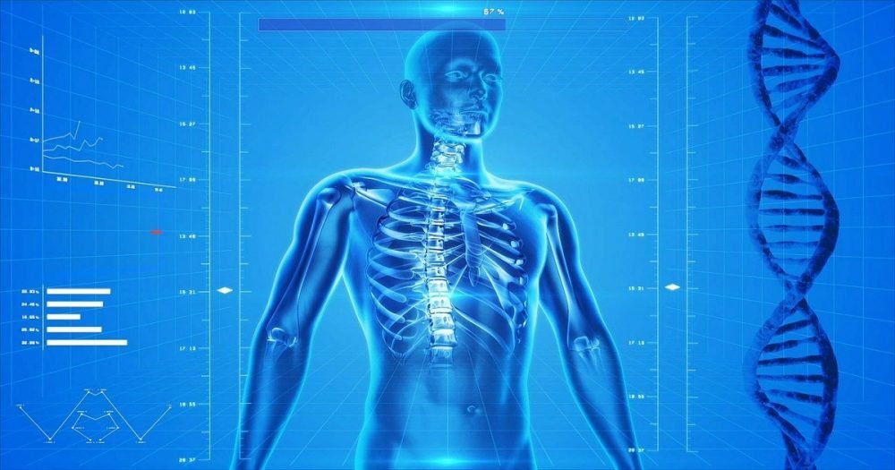 Atividades Corpo Humano 2 ano