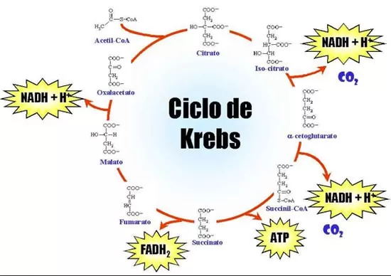 Glicólise - Ciclo de Krebs