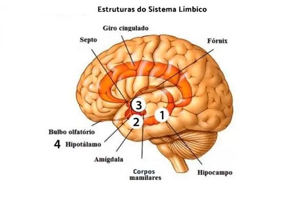 Estrutura do sistema limbico